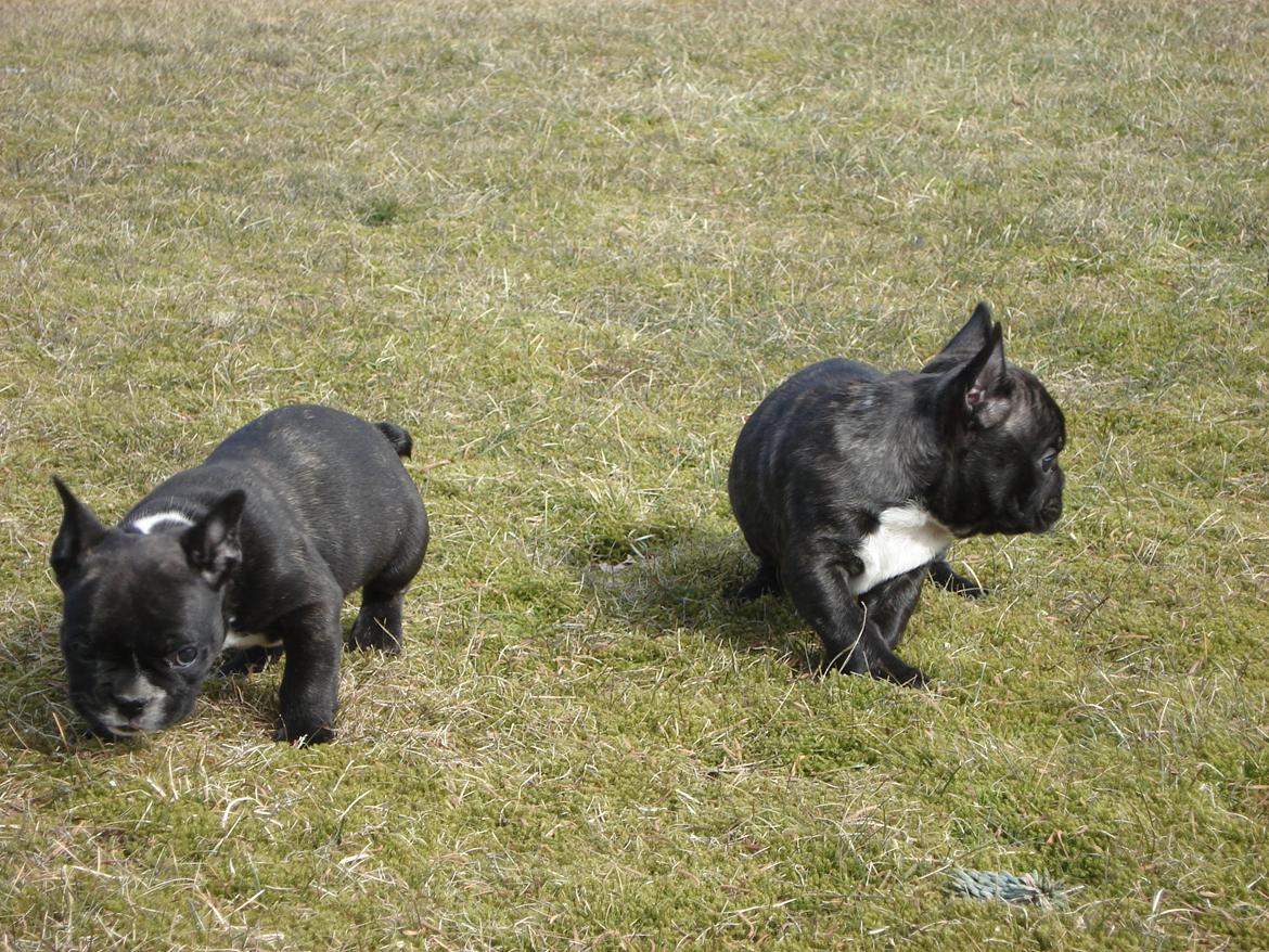 Fransk bulldog's nyder de gode vejrt! :) billede 35