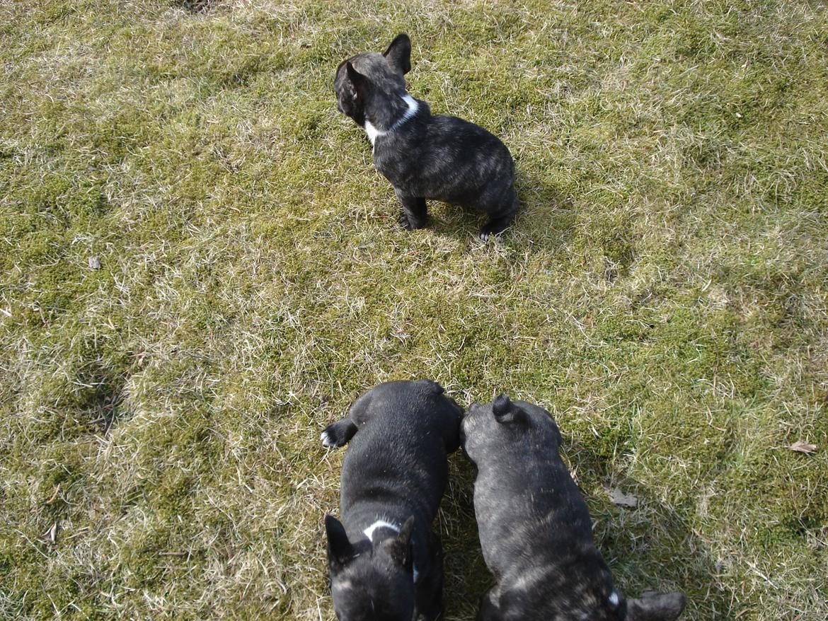 Fransk bulldog's nyder de gode vejrt! :) billede 36