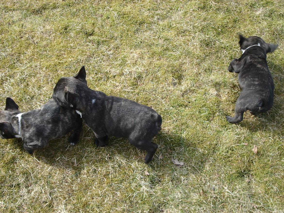 Fransk bulldog's nyder de gode vejrt! :) billede 37