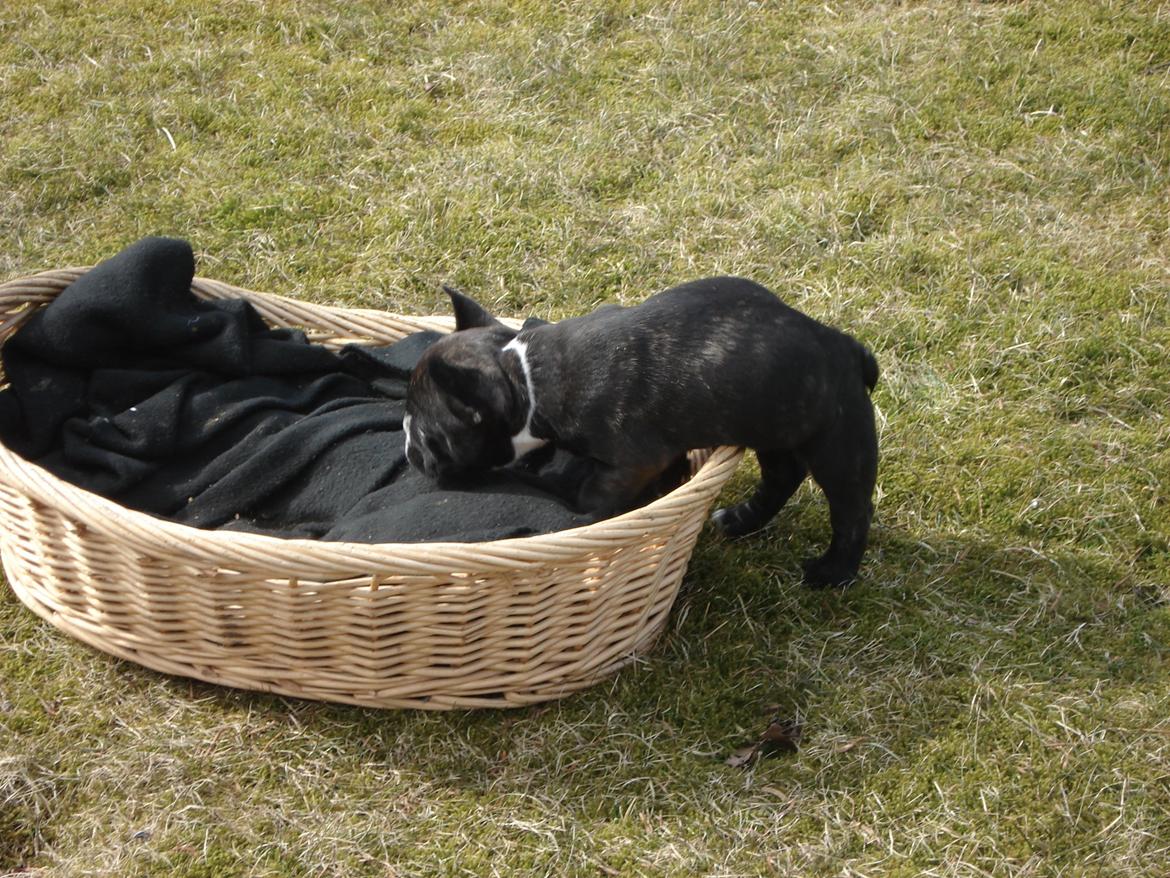 Fransk bulldog's nyder de gode vejrt! :) billede 38