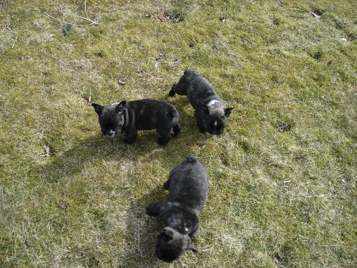 Fransk bulldog's nyder de gode vejrt! :) billede 39