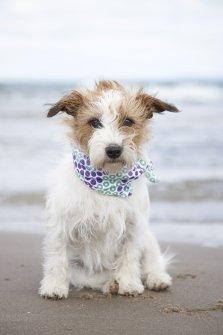 Top 11 hunderacer - Nr. 1 Jack Russell Terrier <3 billede 1