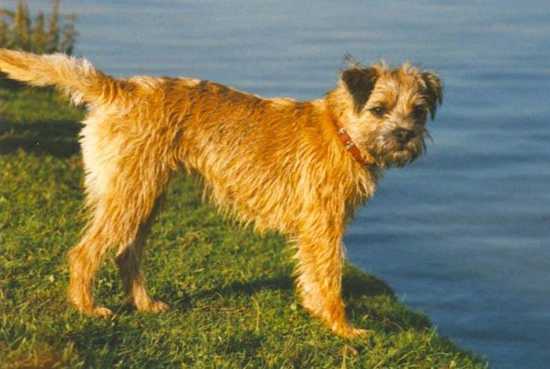 Top 11 hunderacer -  Nr.2 Border Terrier billede 2