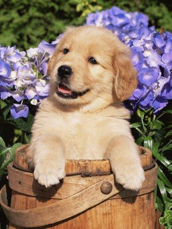 Top 11 hunderacer - Nr. 5 Golden Retriever  billede 5