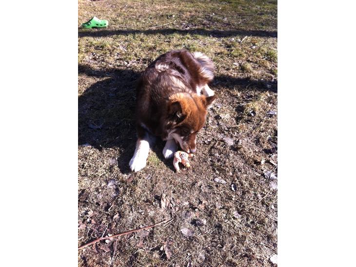 {{currentPhoto.altText}} billede {{currentPhoto.number}}