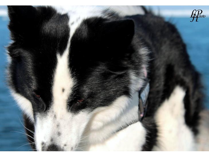 {{currentPhoto.altText}} billede {{currentPhoto.number}}