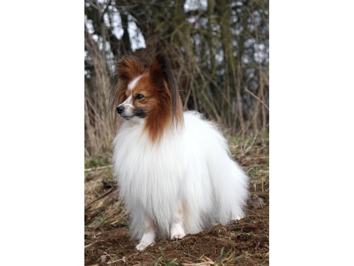 {{currentPhoto.altText}} billede {{currentPhoto.number}}