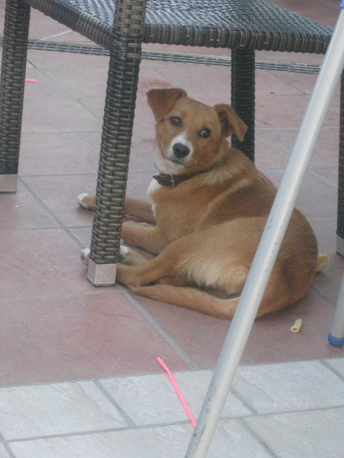 Hunden fra Kreta - Fotos fra B