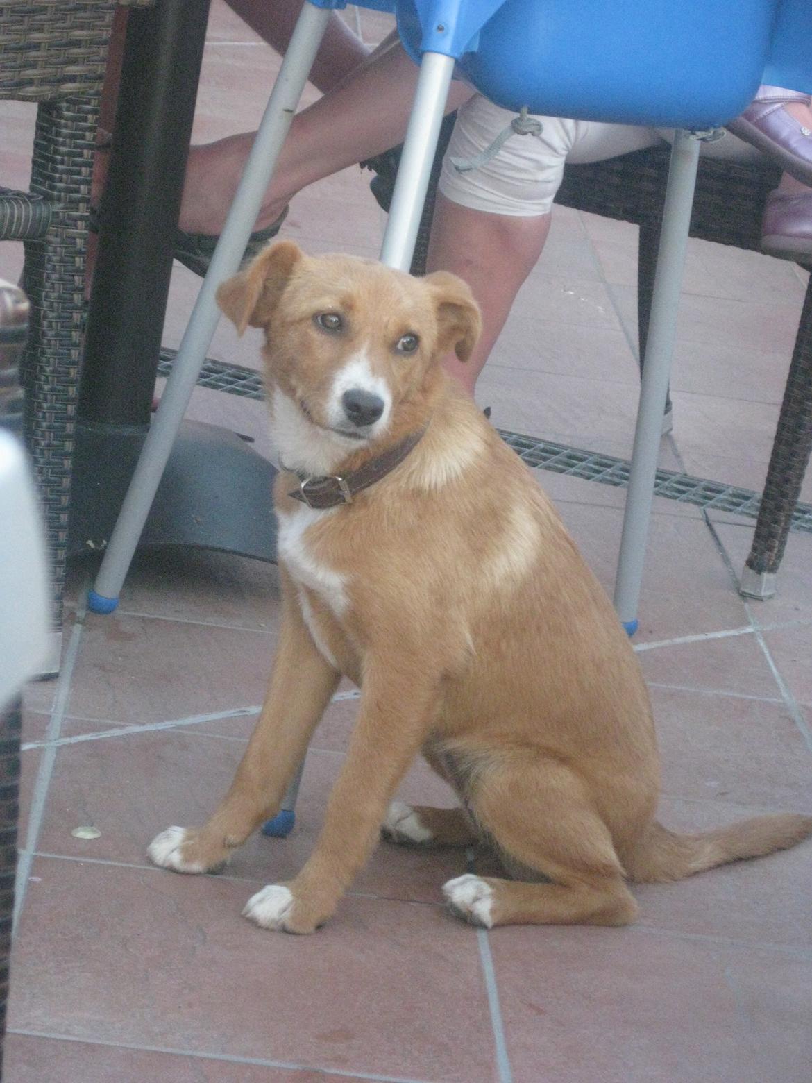 Hunden fra Kreta - Fotos fra B