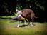 Uld Hund - Lola 