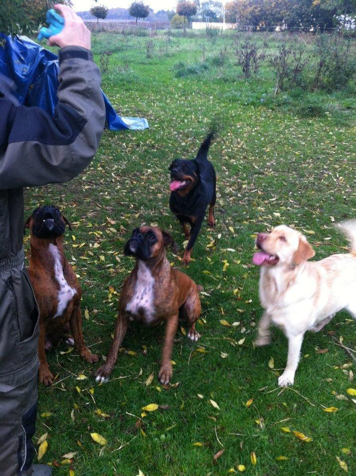 mig og nogen af de hunde jeg endten ejer eller har hjuipet videre  billede 8