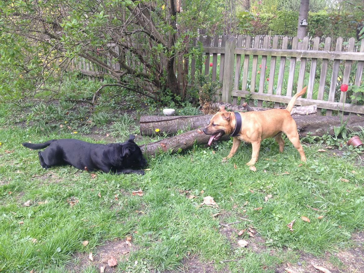 Elo`s HundeLiv billede 46