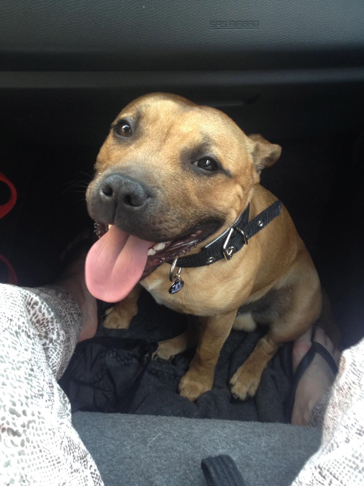 Elo`s HundeLiv billede 57