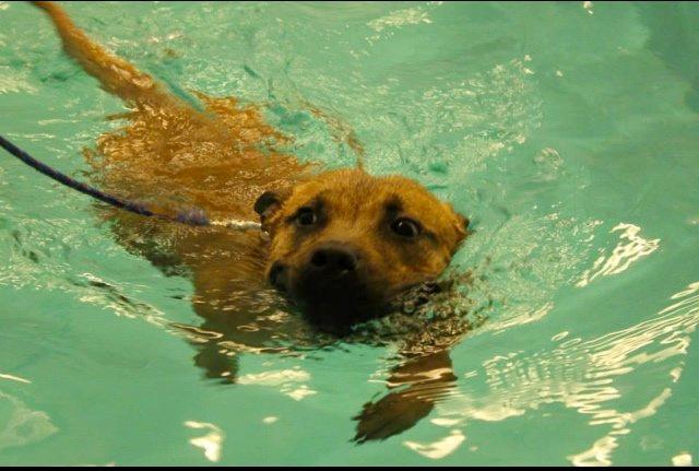 Elo`s HundeLiv billede 56