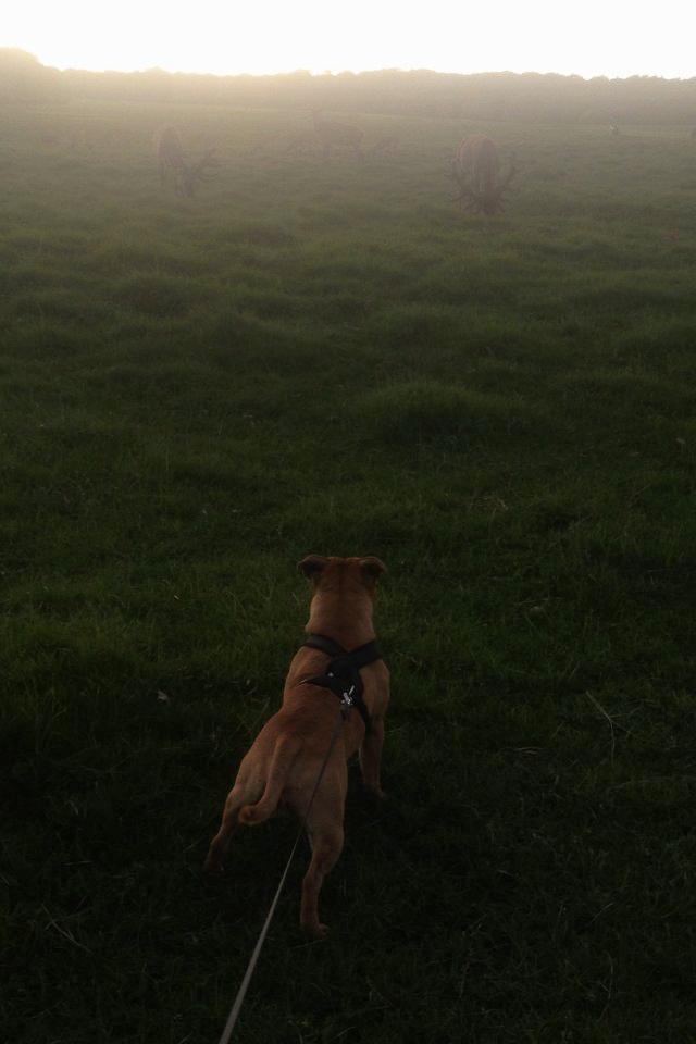 Elo`s HundeLiv billede 44