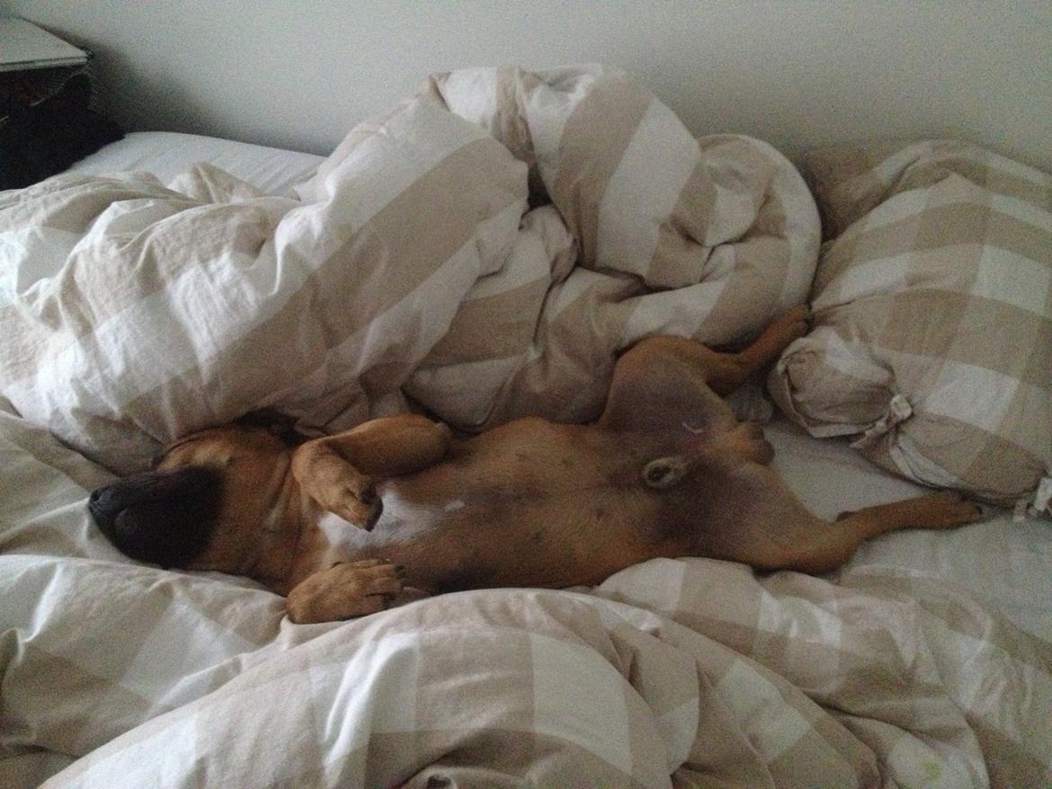 Elo`s HundeLiv billede 45