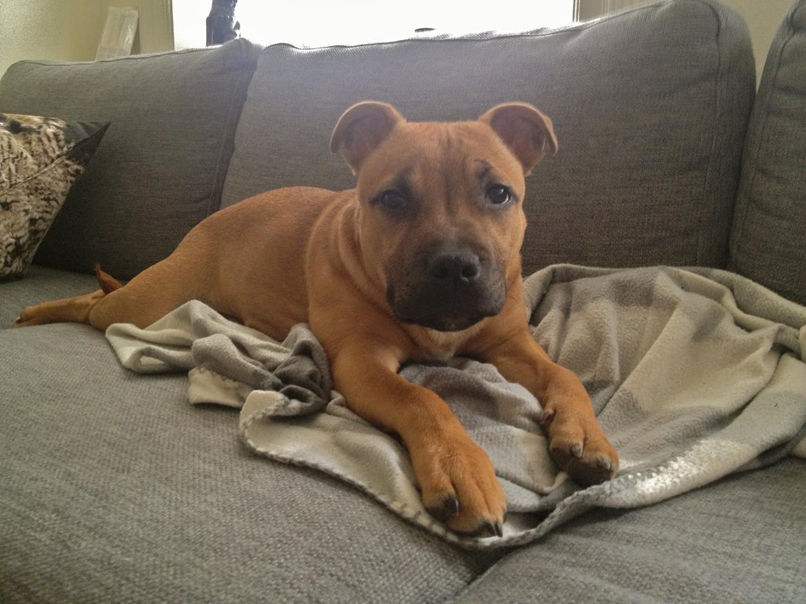 Elo`s HundeLiv billede 50