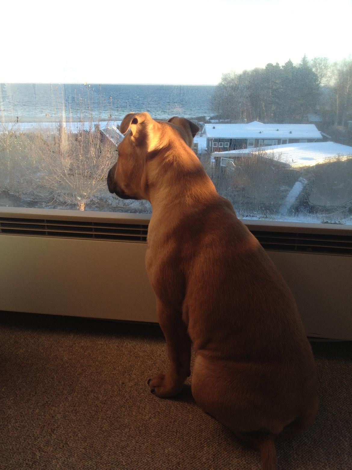 Elo`s HundeLiv billede 51