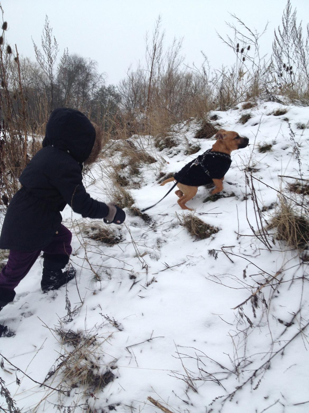 Elo`s HundeLiv billede 55