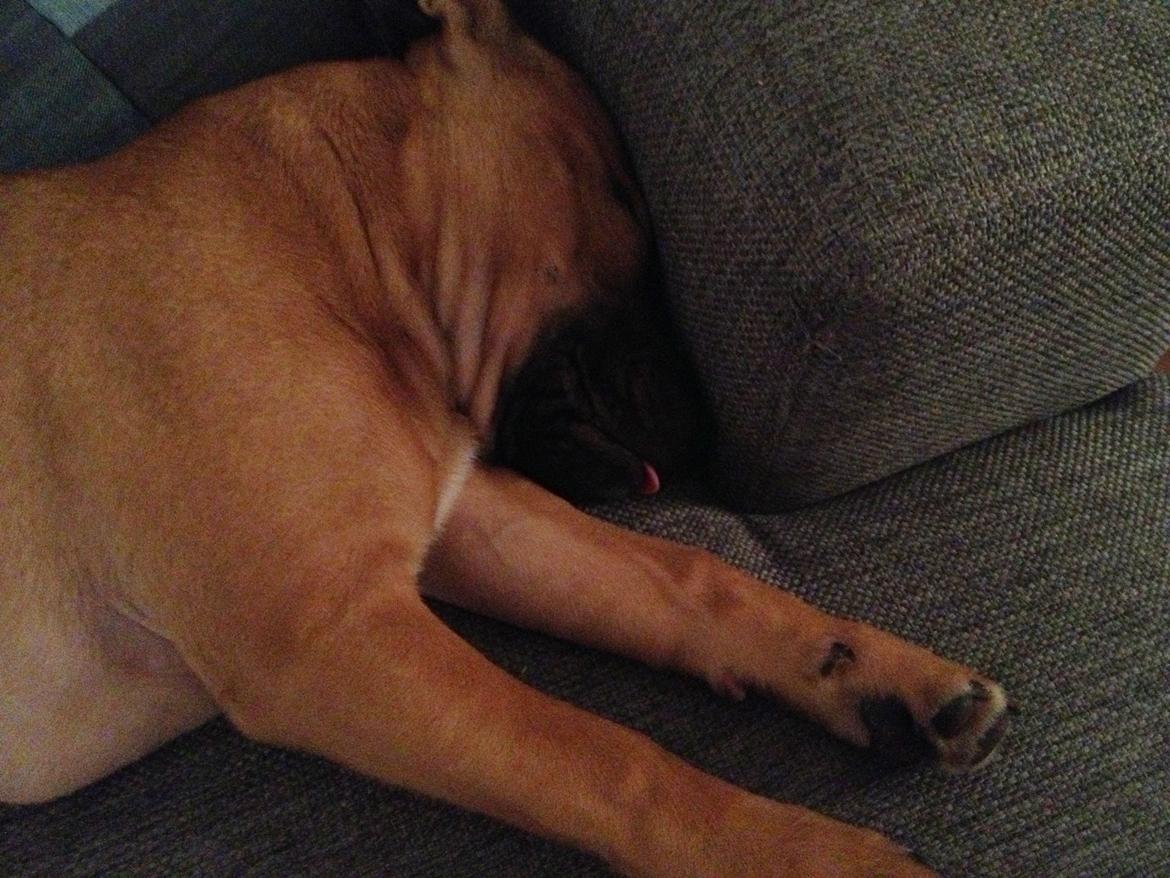 Elo`s HundeLiv billede 52