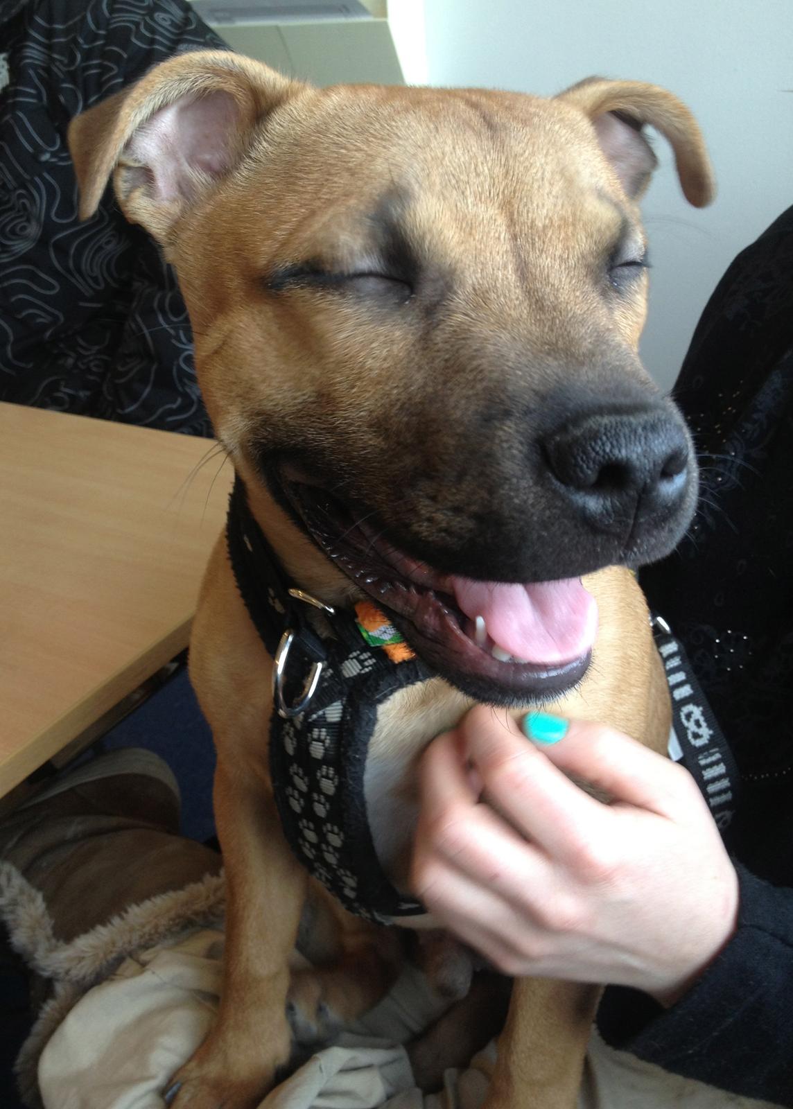 Elo`s HundeLiv billede 48