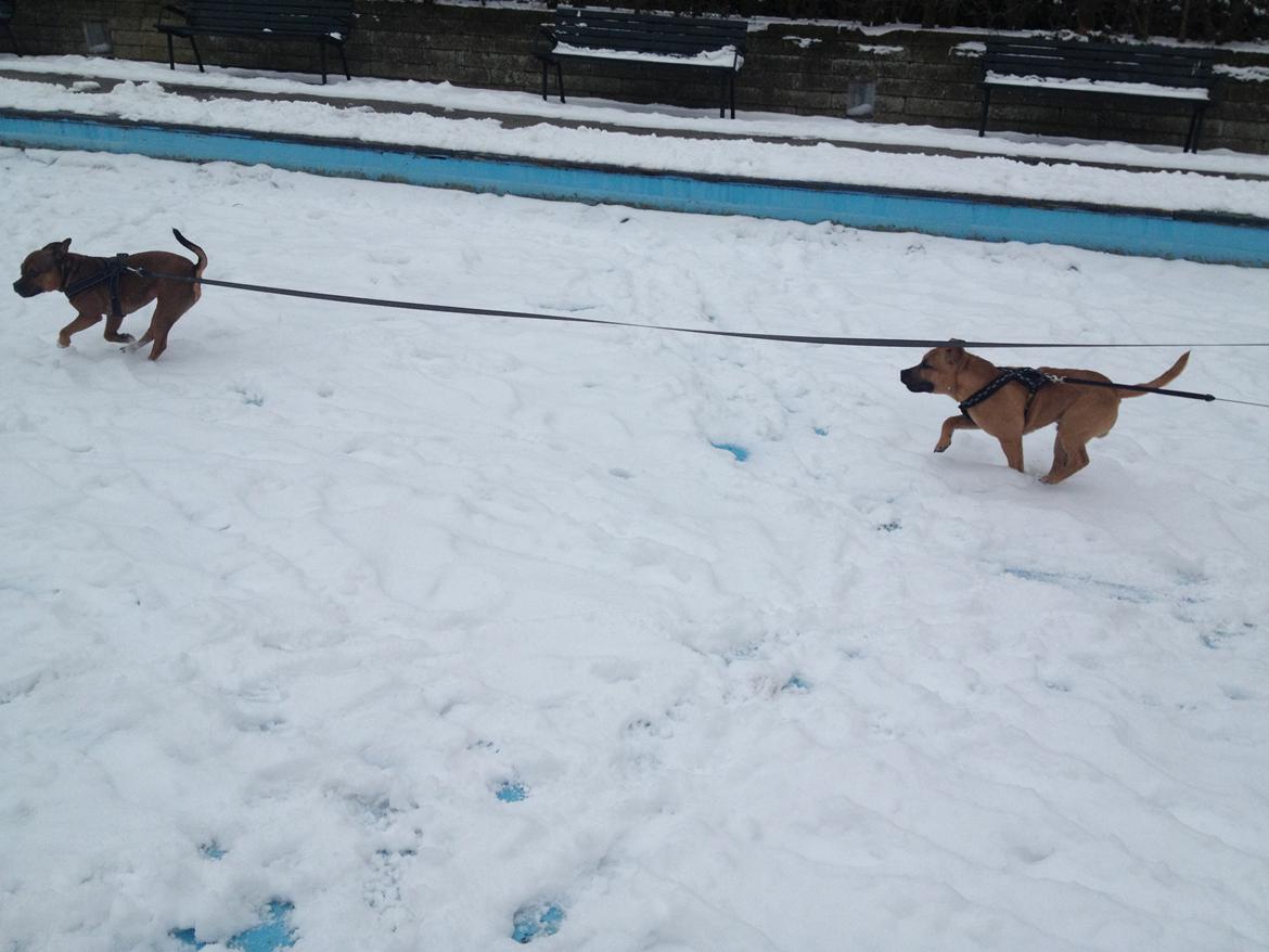 Elo`s HundeLiv billede 53