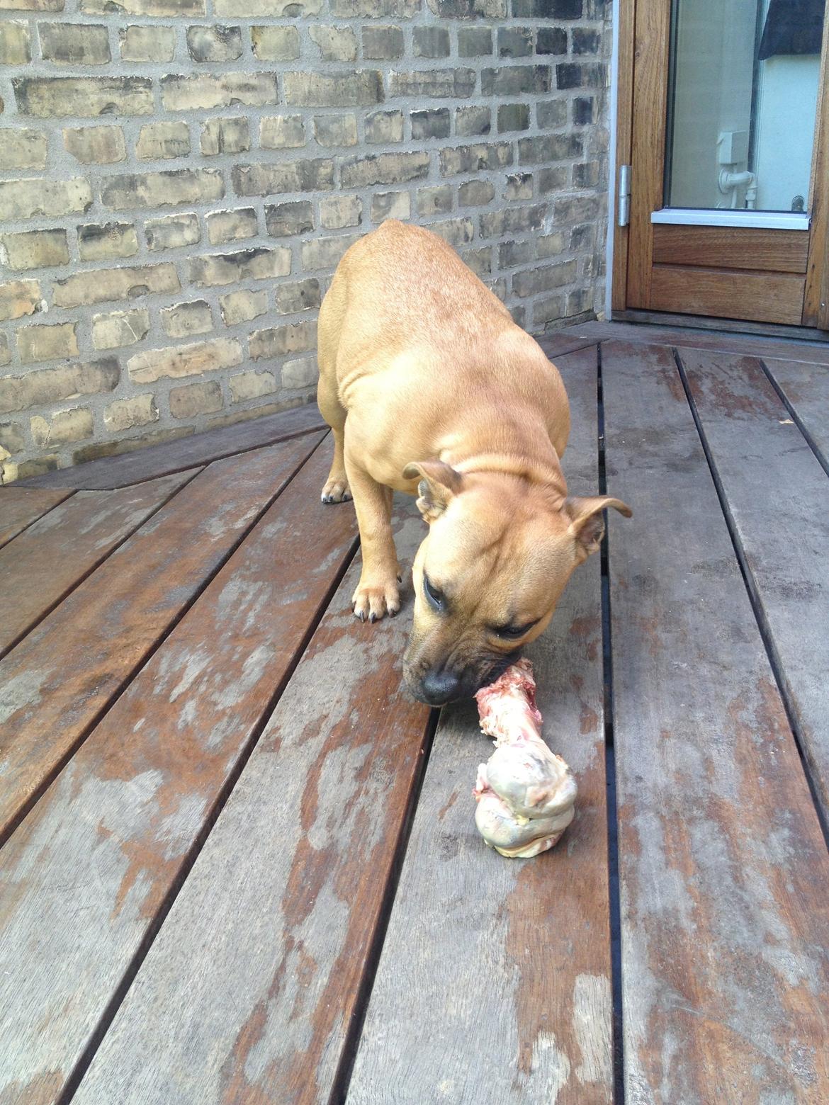 Elo`s HundeLiv billede 47