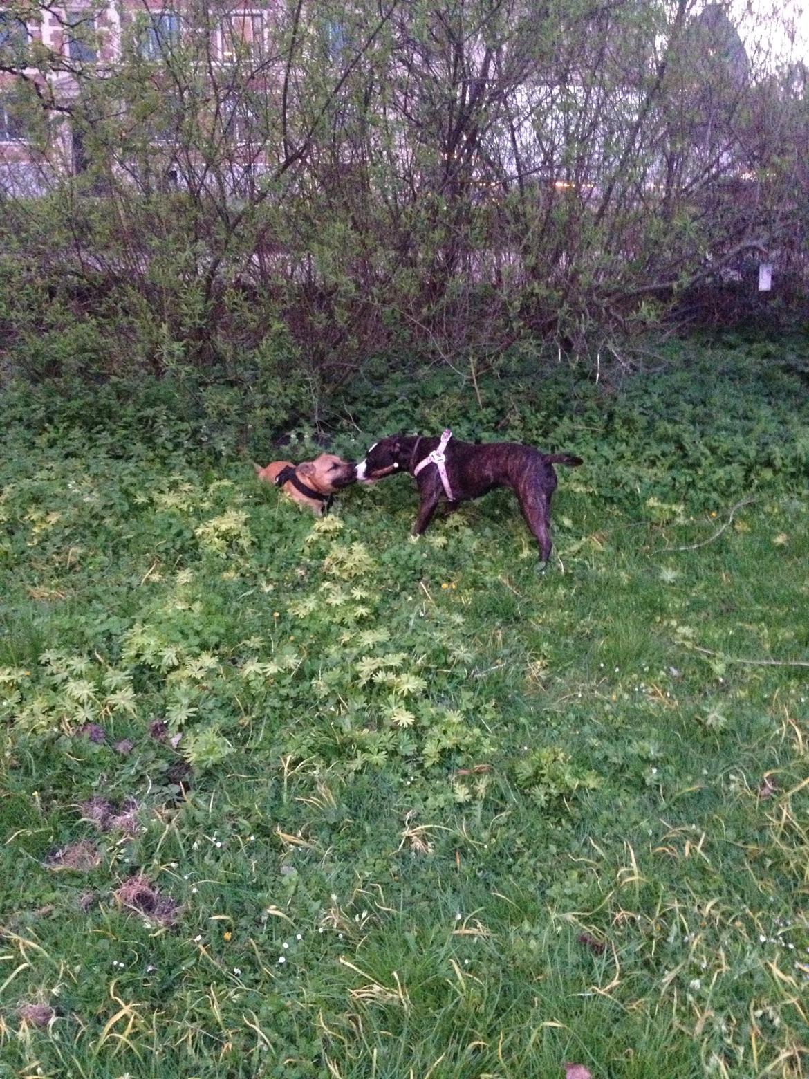 Elo`s HundeLiv billede 43