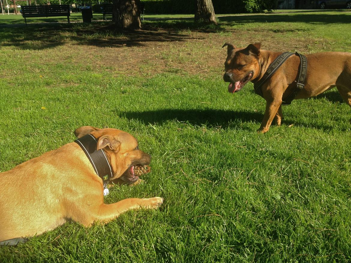 Elo`s HundeLiv billede 42