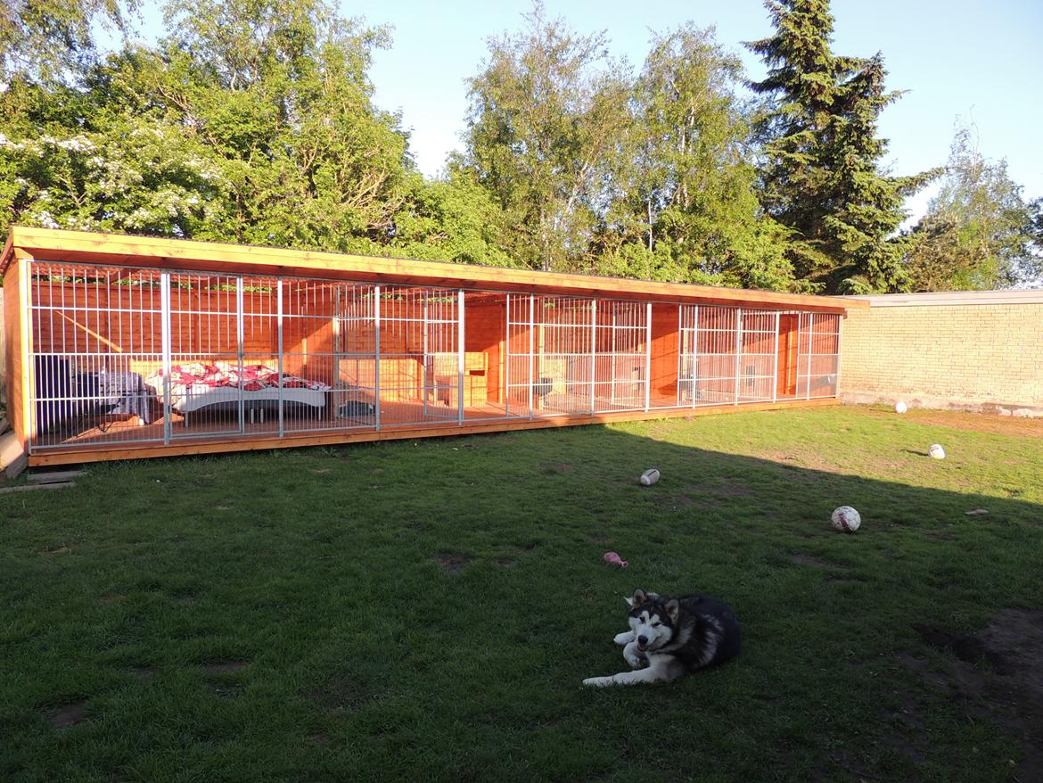 Den nye luksus hundegårde :) Hjemmelavet self. billede 1