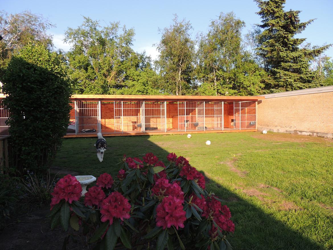 Den nye luksus hundegårde :) Hjemmelavet self. billede 3