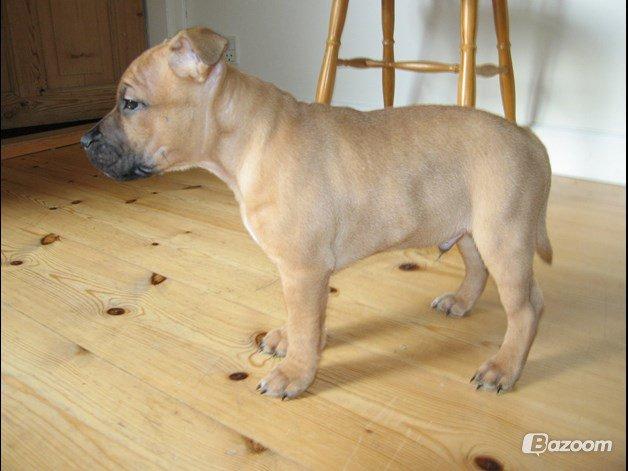 Elo`s HundeLiv billede 54