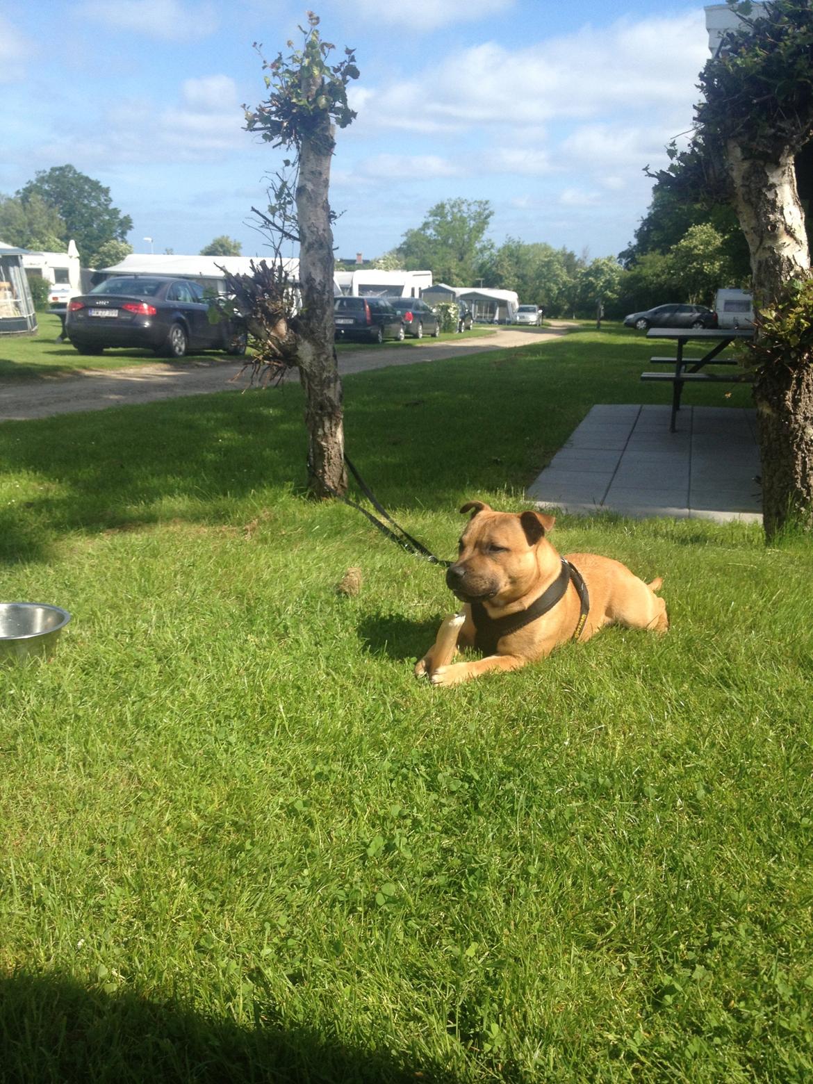 Elo`s HundeLiv billede 40