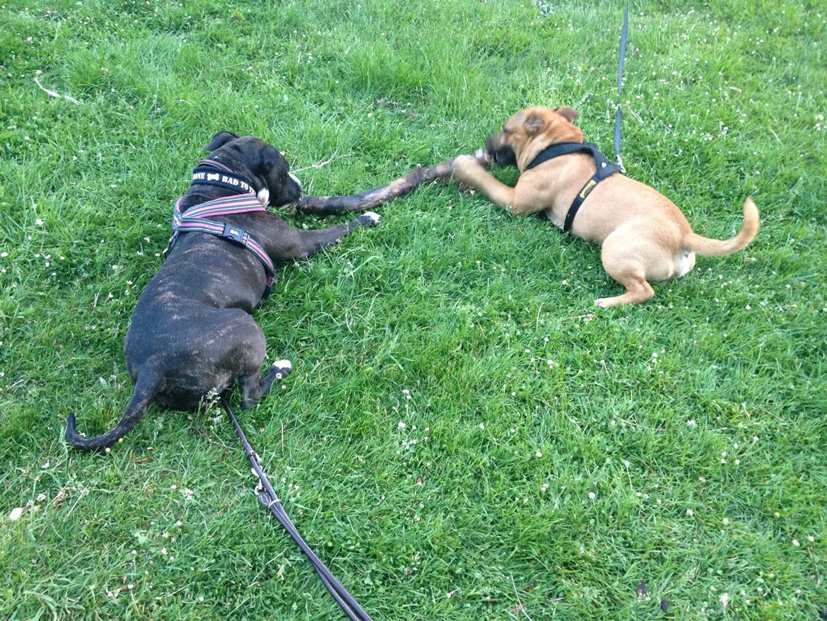 Elo`s HundeLiv billede 39