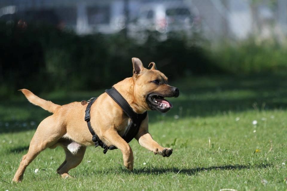 Elo`s HundeLiv billede 38