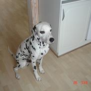 Kato og lidt af Dalton