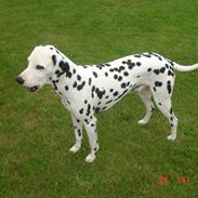 Kato og lidt af Dalton