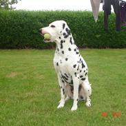 Kato og lidt af Dalton