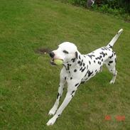 Kato og lidt af Dalton