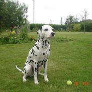 Kato og lidt af Dalton