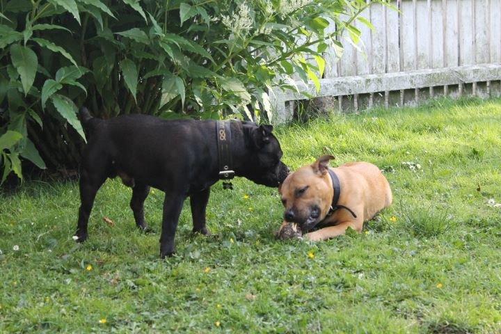 Elo`s HundeLiv billede 37