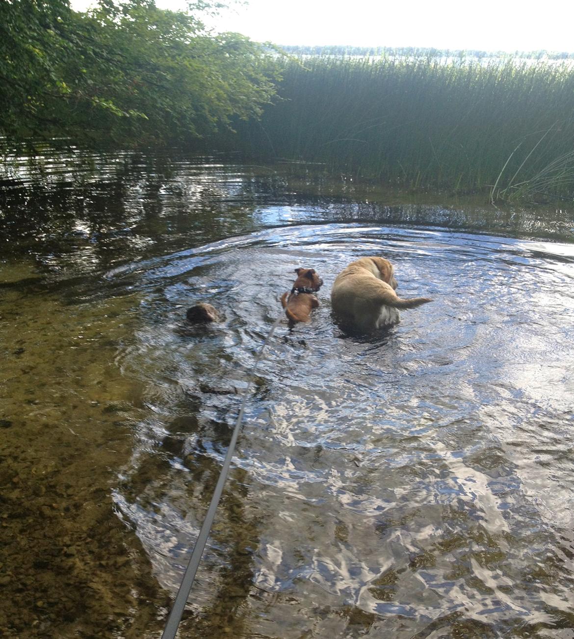 Elo`s HundeLiv billede 36