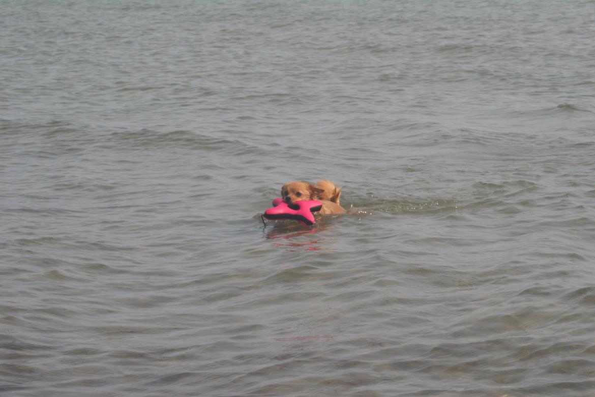 Ishøj Strand billede 3