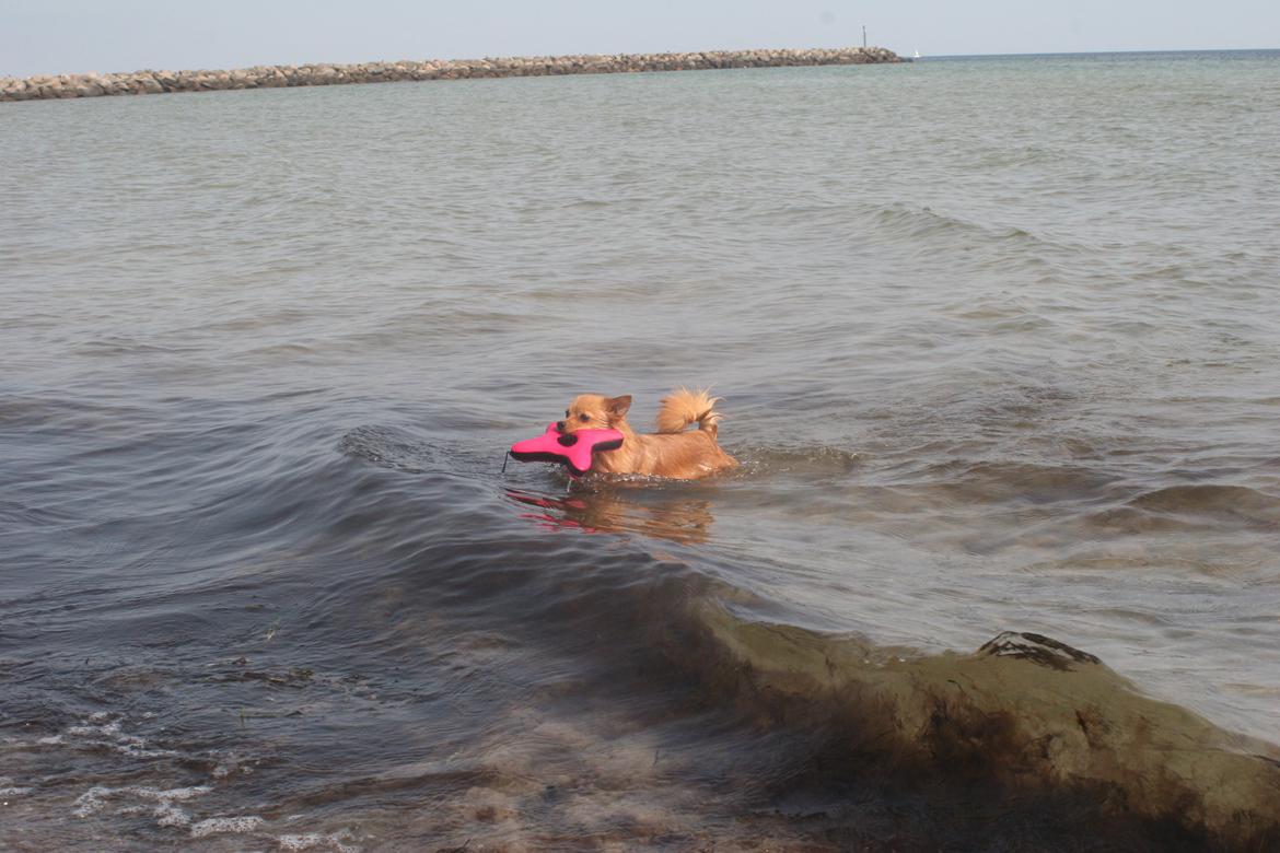 Ishøj Strand billede 7
