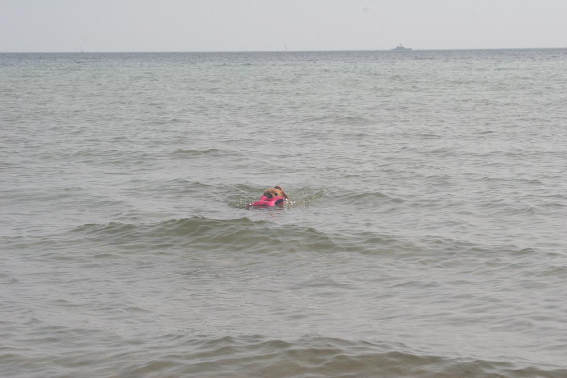 Ishøj Strand billede 9