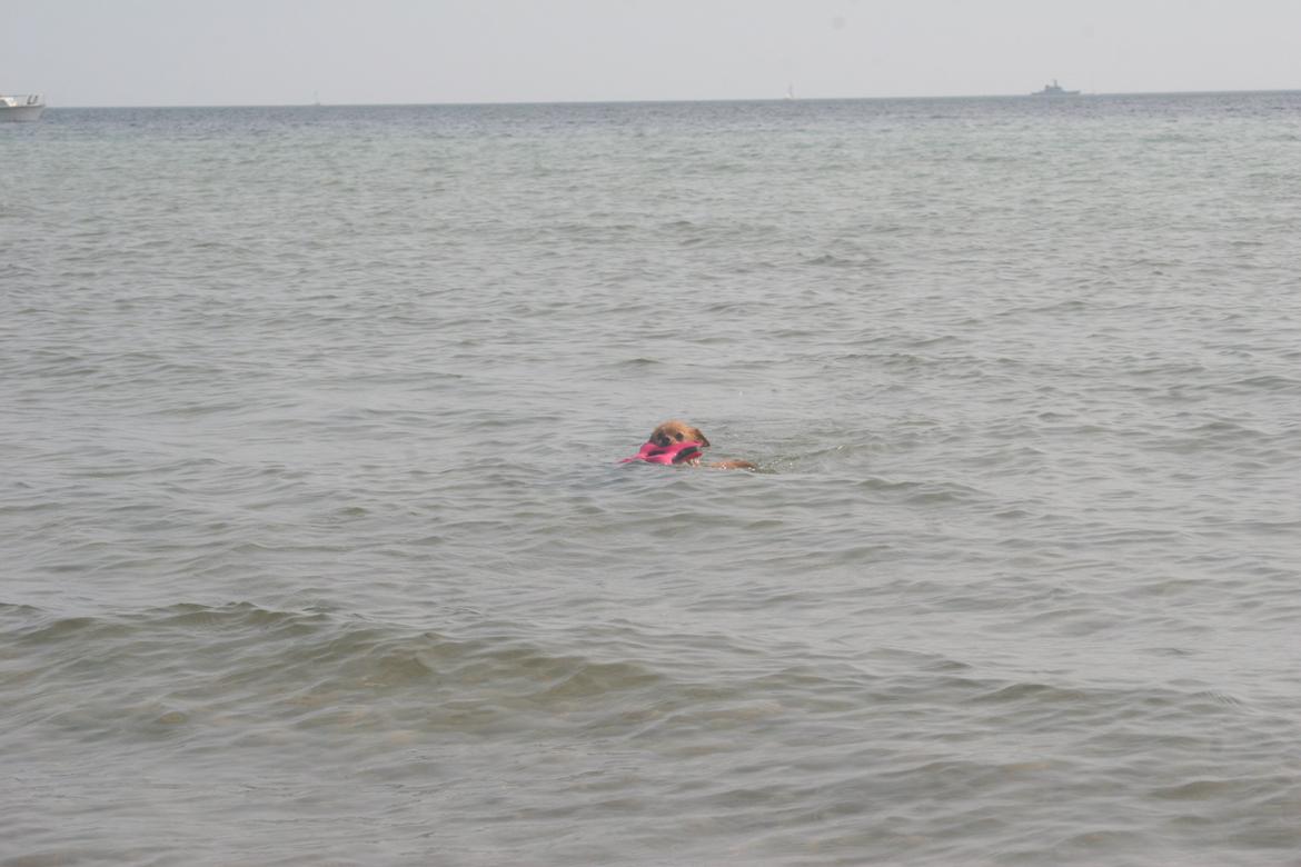 Ishøj Strand billede 10