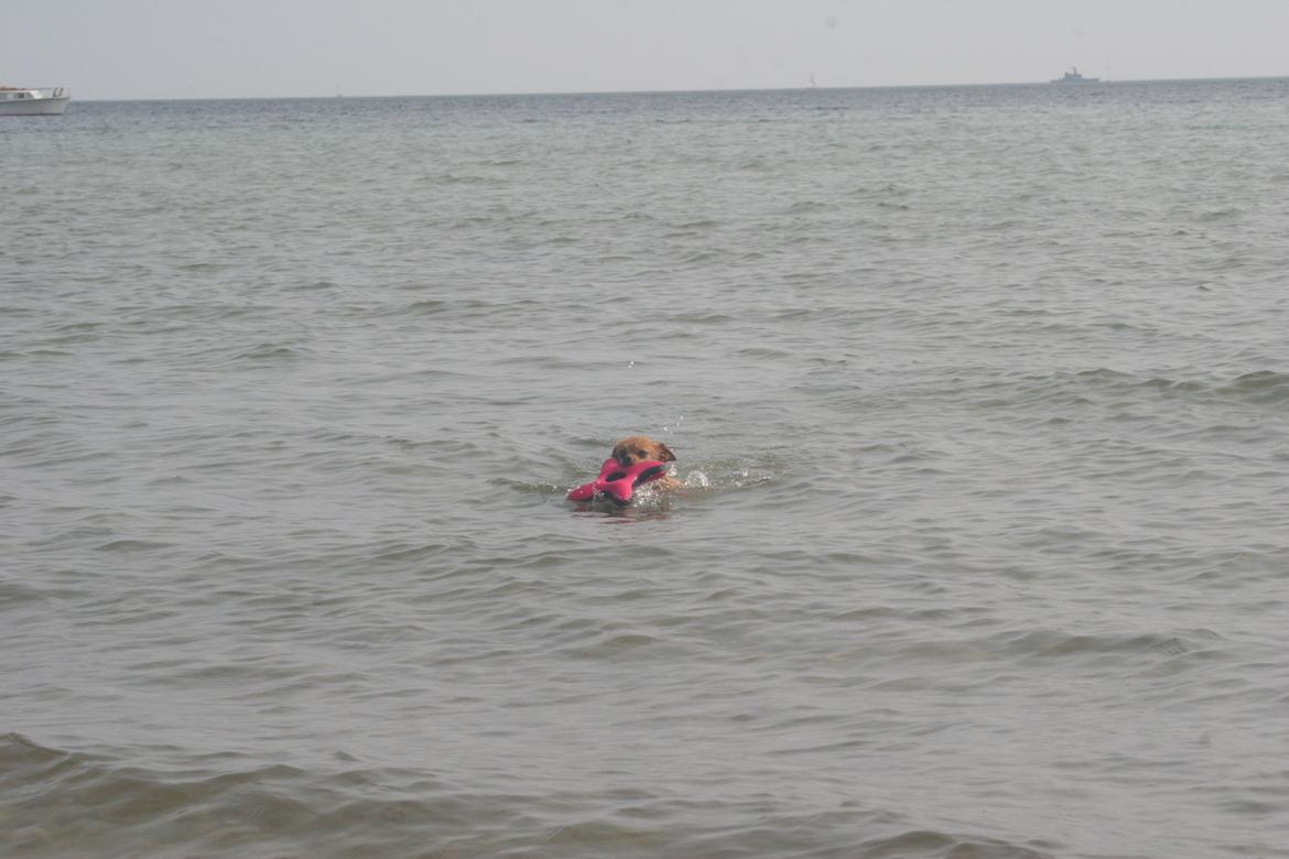 Ishøj Strand billede 11