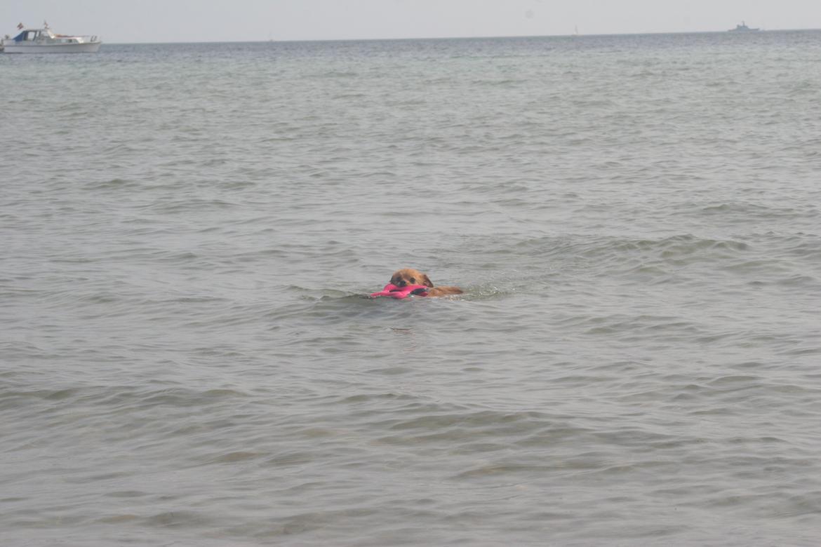 Ishøj Strand billede 12