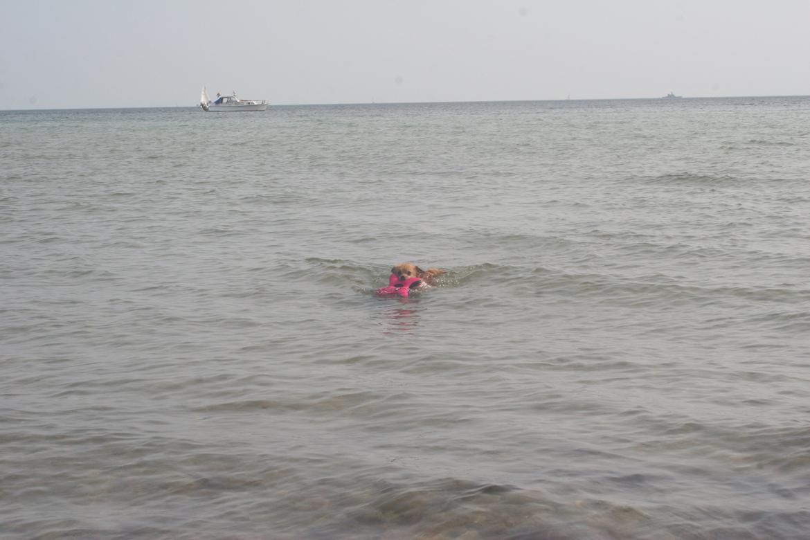 Ishøj Strand billede 13