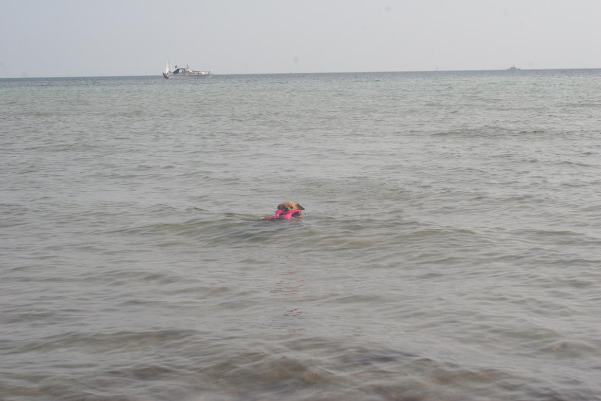 Ishøj Strand billede 14